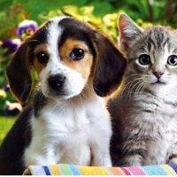 Hamsterlover3000 avatar