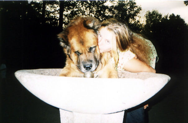 Caucasian Shepherd Dog