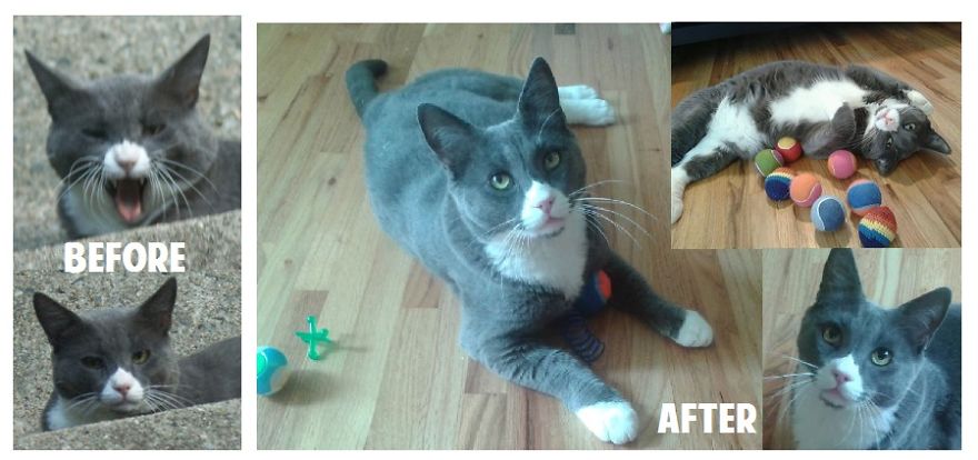 Tyler, Former Feral Cat, Before And After Socialization.