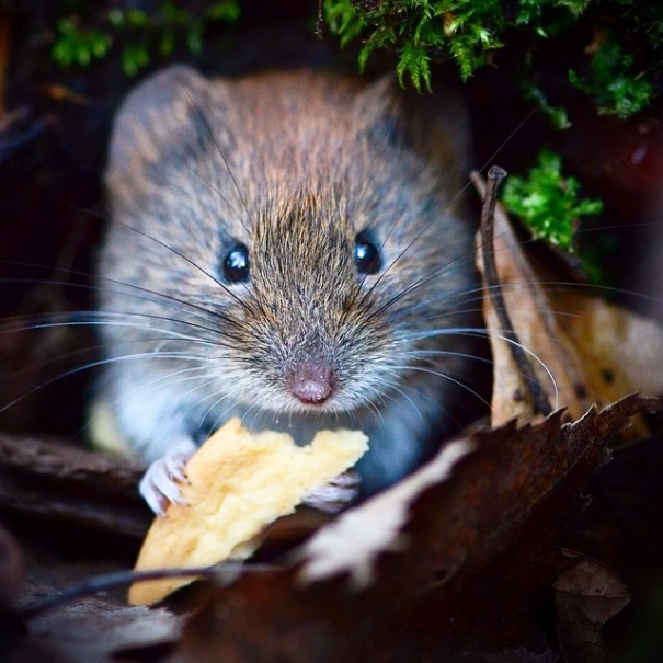 finnish-wildlife-feeding-squirrel-whisperer-konsta-punkka-20