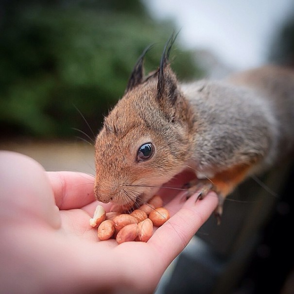 finnish-wildlife-feeding-squirrel-whisperer-konsta-punkka-24 finnish-wildlife-feeding-squirrel-whisperer-konsta-punkka-24