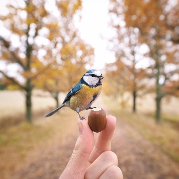 finnish-wildlife-feeding-squirrel-whisperer-konsta-punkka-32