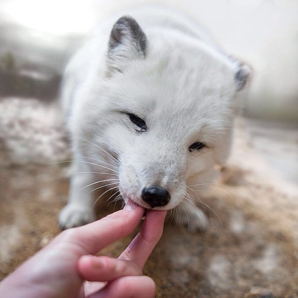 finnish-wildlife-feeding-squirrel-whisperer-konsta-punkka-39
