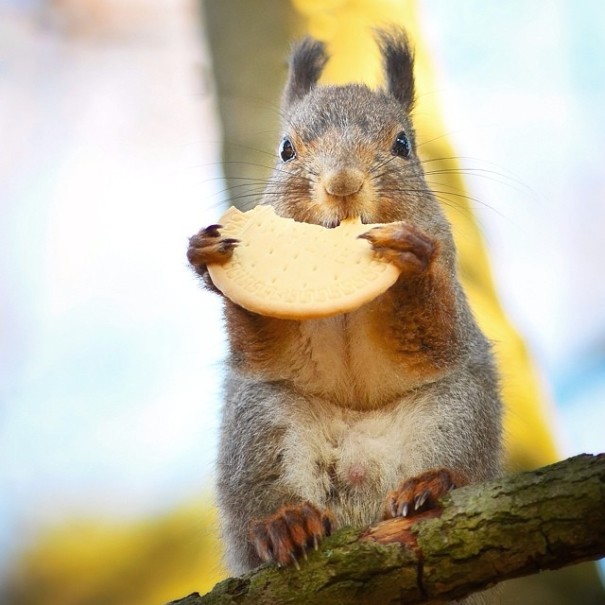 finnish-wildlife-feeding-squirrel-whisperer-konsta-punkka-44