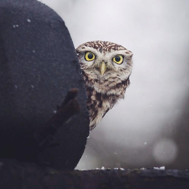 finnish-wildlife-feeding-squirrel-whisperer-konsta-punkka-46