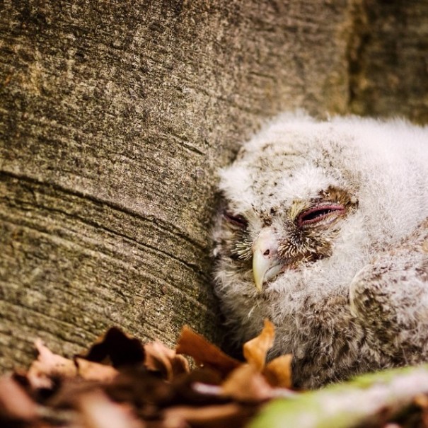 finnish-wildlife-feeding-squirrel-whisperer-konsta-punkka-50 finnish-wildlife-feeding-squirrel-whisperer-konsta-punkka-50
