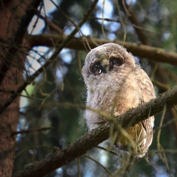 finnish-wildlife-feeding-squirrel-whisperer-konsta-punkka-52