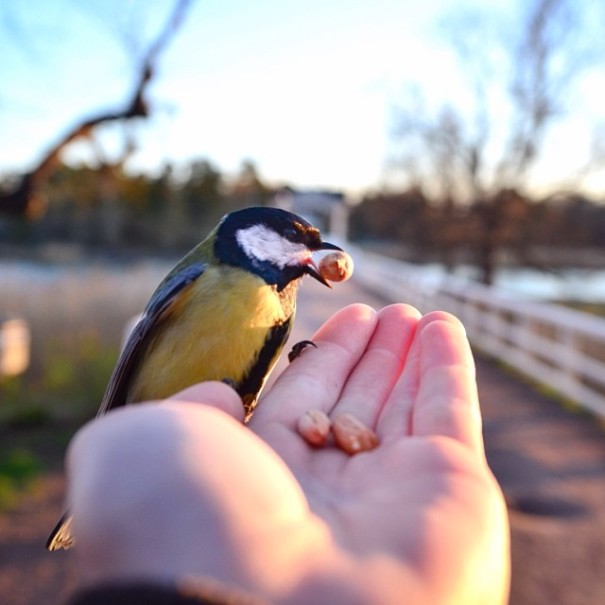 finnish-wildlife-feeding-squirrel-whisperer-konsta-punkka-7