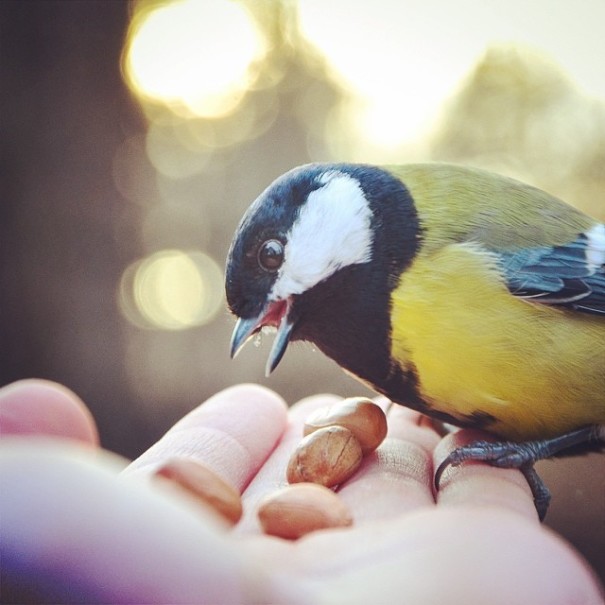 finnish-wildlife-feeding-squirrel-whisperer-konsta-punkka-9