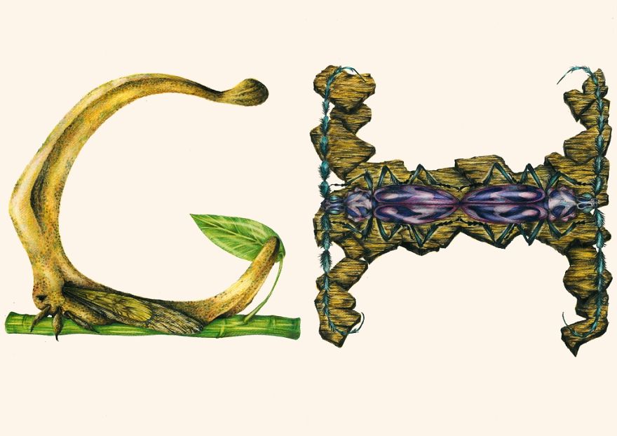 This Insect Alphabet Took Me 2 Years To Complete This Insect Alphabet Took Me 2 Years To Complete