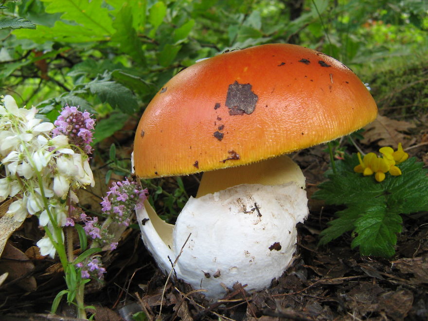 Amanita Caesarea