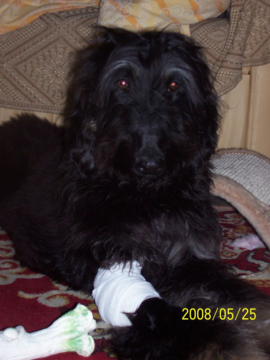 Bond-adopted In 2008