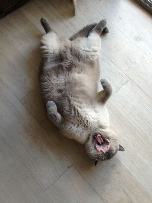 What Do You Mean - There Is Not Cat Food Left !