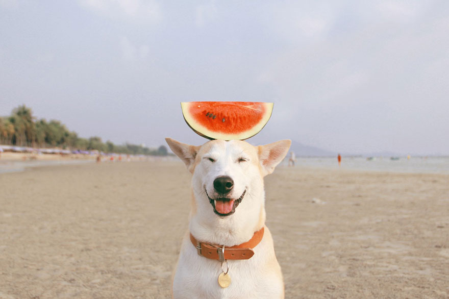 happy-dog-photography-gluta-thailand-13