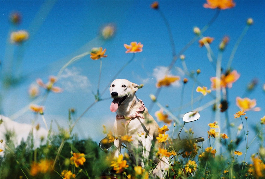 happy-dog-photography-gluta-thailand-4