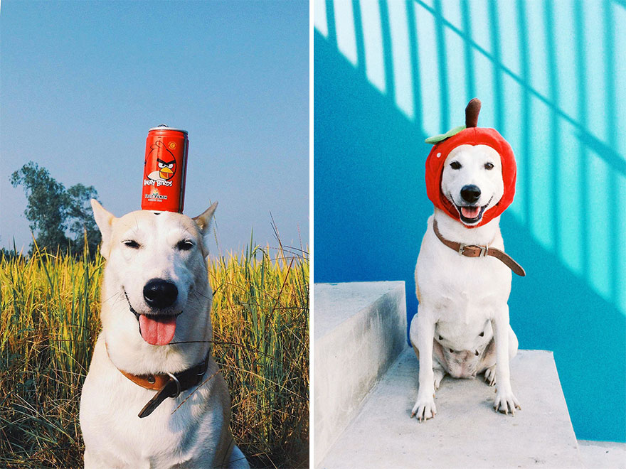 happy-dog-photography-gluta-thailand-5