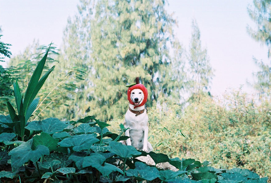 happy-dog-photography-gluta-thailand-7