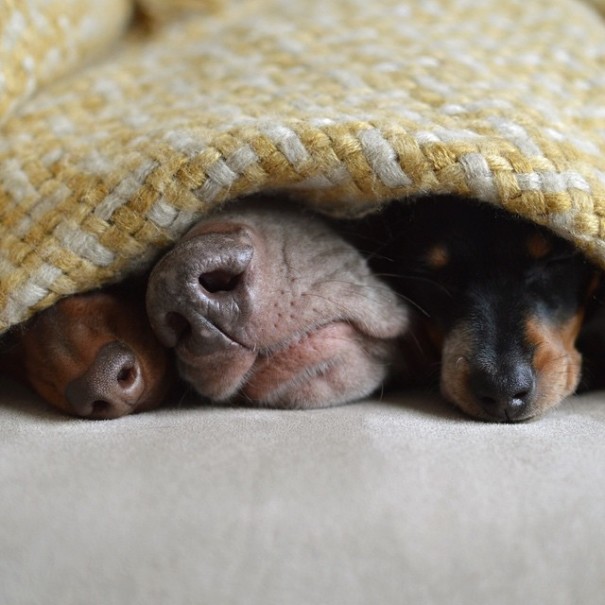 harlow-sage-indiana-reese-cute-dog-photos-14