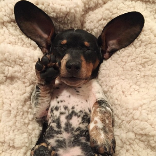 harlow-sage-indiana-reese-cute-dog-photos-16