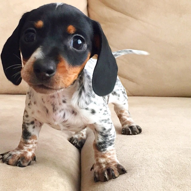 harlow-sage-indiana-reese-cute-dog-photos-22 harlow-sage-indiana-reese-cute-dog-photos-22