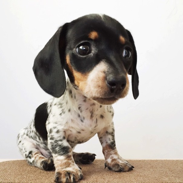 harlow-sage-indiana-reese-cute-dog-photos-6