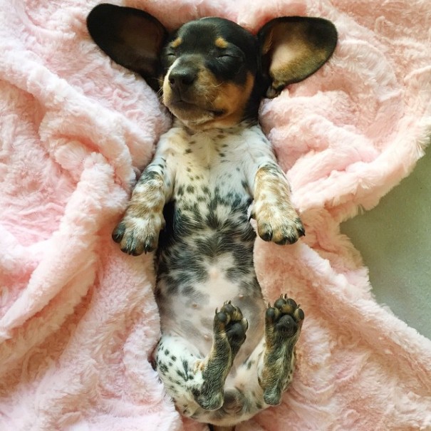 harlow-sage-indiana-reese-cute-dog-photos-7 harlow-sage-indiana-reese-cute-dog-photos-7