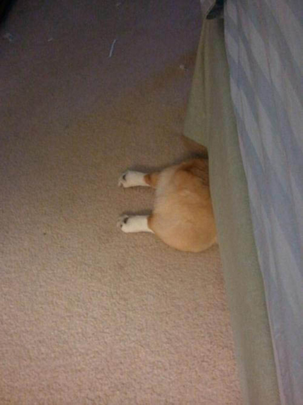 Completely Hidden Dog