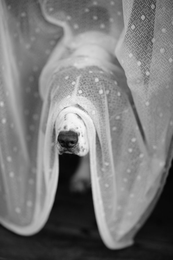 Completely Hidden Dog