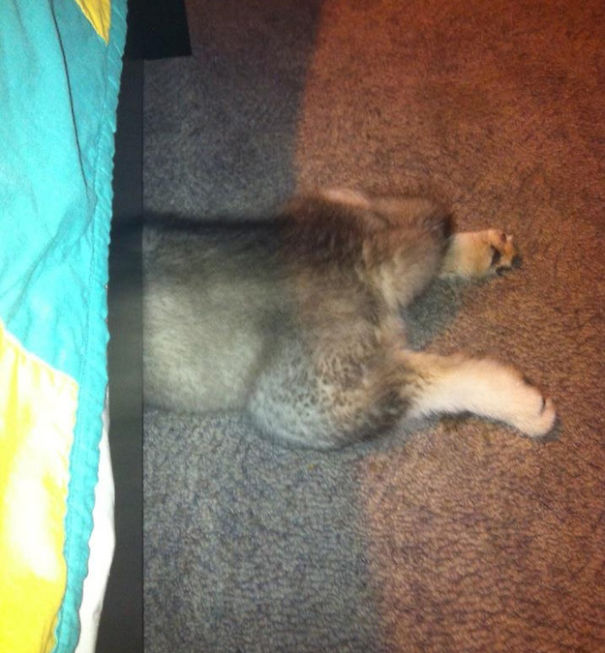 Completely Hidden Dog