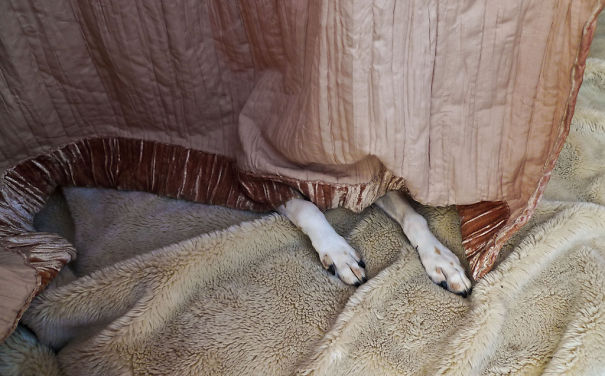 Completely Hidden Dog