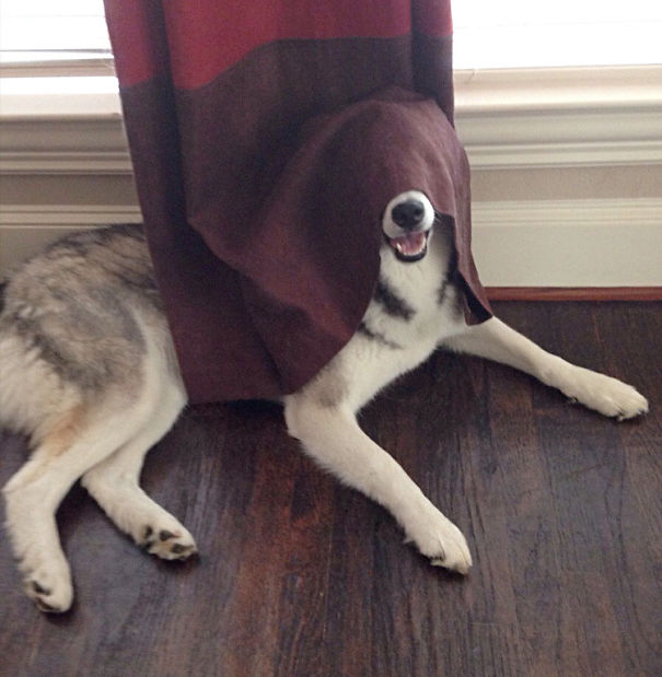 Completely Hidden Dog