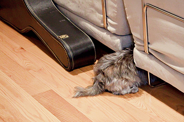 Dog Hiding