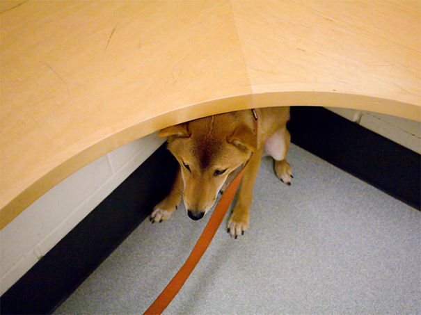 Dog Hiding