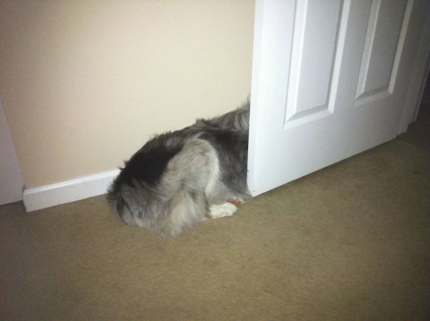 Dog Hiding