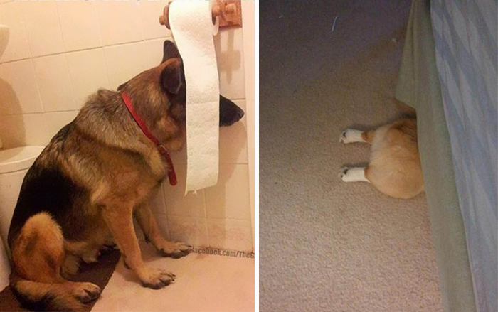 159 Dogs Who Suck At Hide-And-Seek