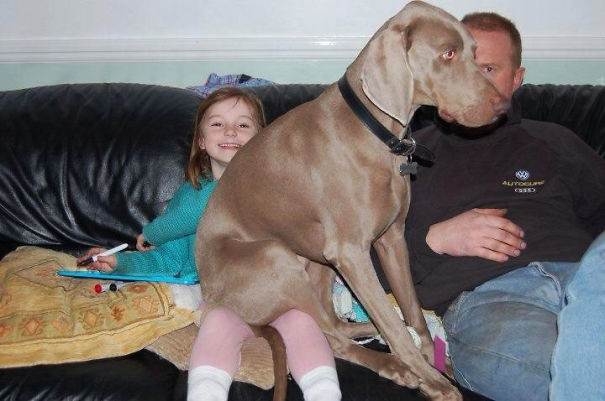 Dog Doesn't Know How Big It Is