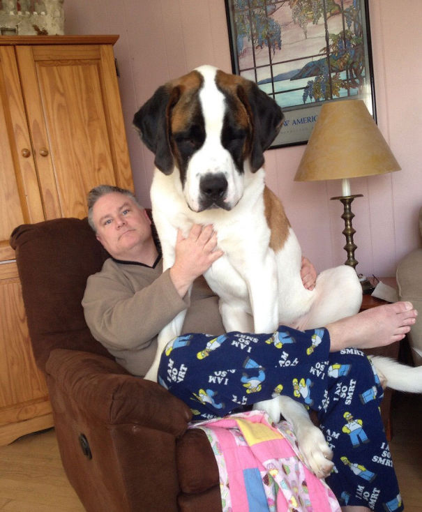 Dog Doesn't Know How Big It Is