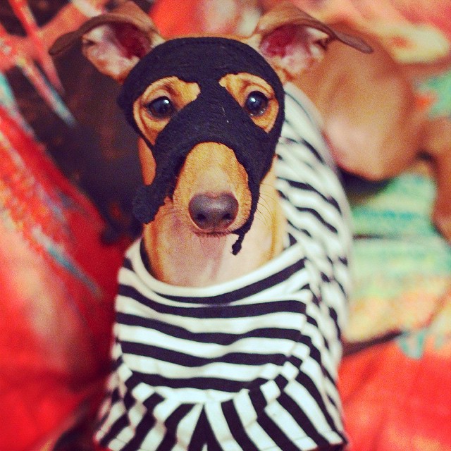 iggy-joey-stylish-dog-2 iggy-joey-stylish-dog-2