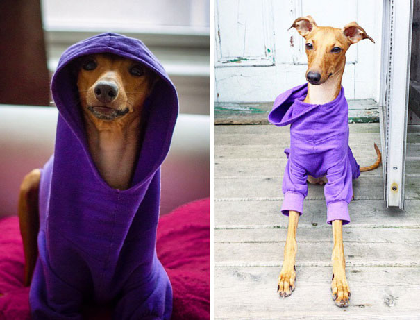 iggy-joey-stylish-dog-4 iggy-joey-stylish-dog-4