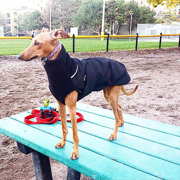 iggy-joey-stylish-dog-5 iggy-joey-stylish-dog-5