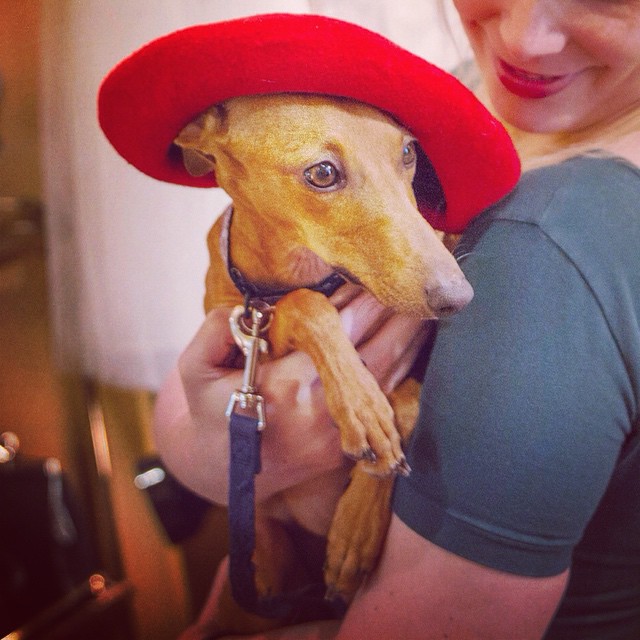 iggy-joey-stylish-dog-6 iggy-joey-stylish-dog-6