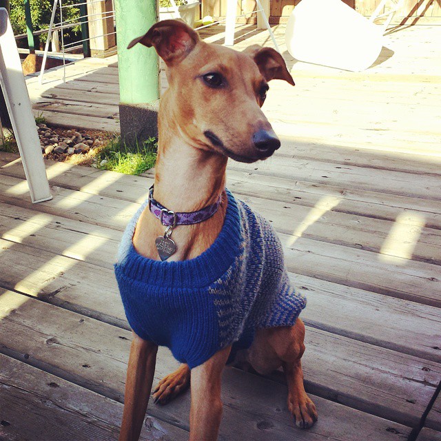 iggy-joey-stylish-dog-7 iggy-joey-stylish-dog-7