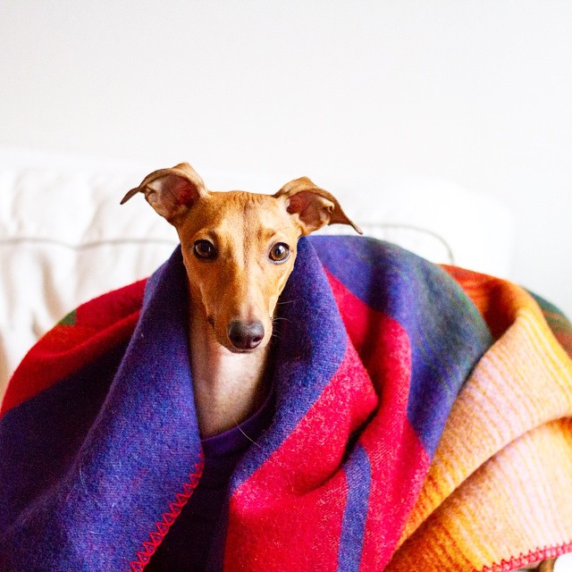 iggy-joey-stylish-dog-8 iggy-joey-stylish-dog-8