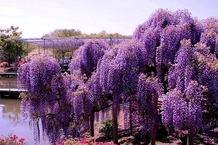 Wisteria