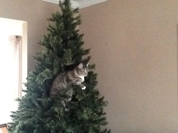 I'm All The Decoration You Need.