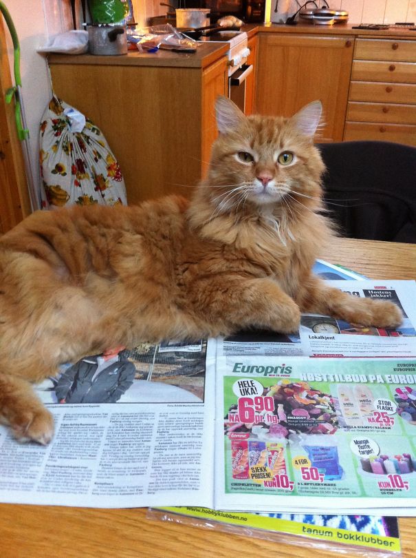 My Controller! My Paper!