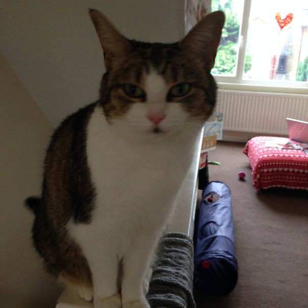 I'll Perch Here Awkwardly Instead Of On My Bed.