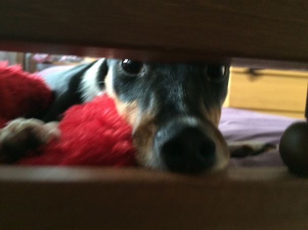 Peek-a-boo With Poppy