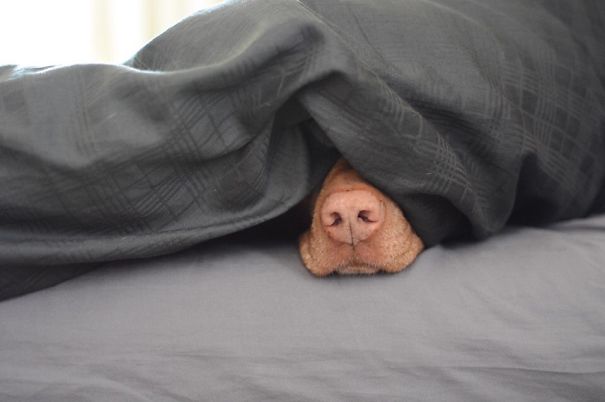 Vizsla Hid And Seek. Not Great.