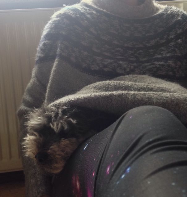 You Said Something? - No, No Dogs Here.